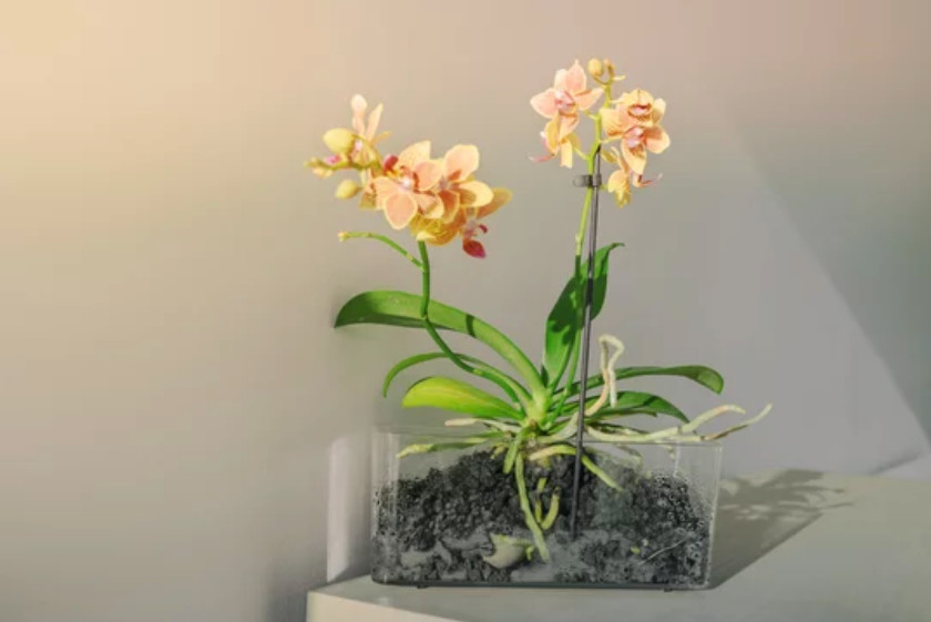vaso trasparente con orchidee su misura